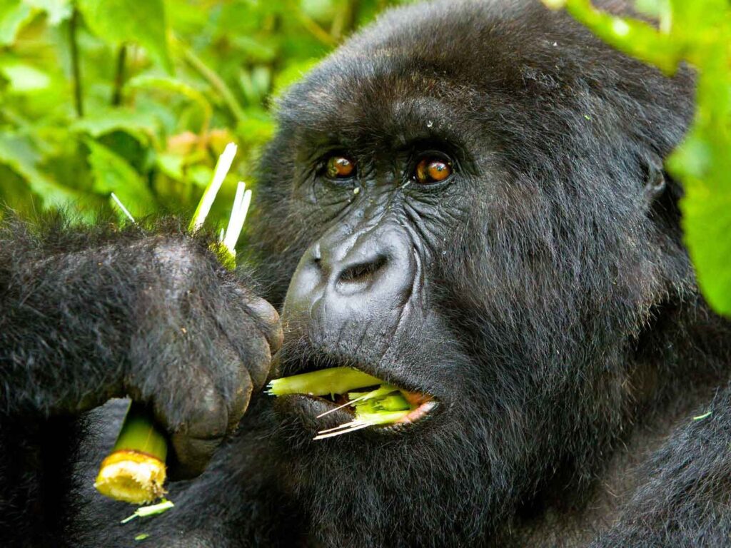 Visiting The Mountain Gorillas